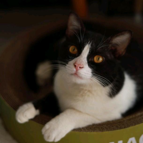 有一只幸福小猫