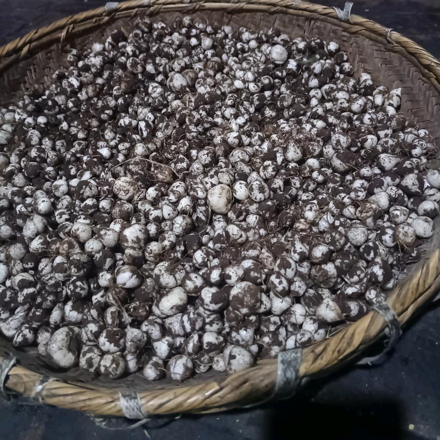 康巴洛松