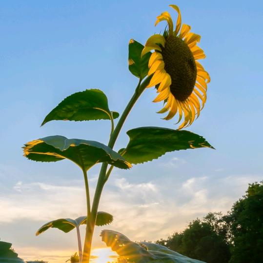 🦋嘉、涵、柠妈妈