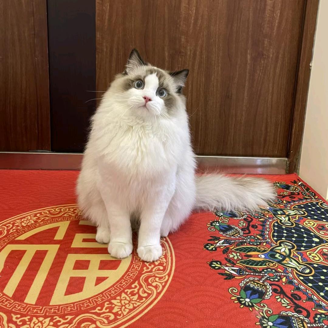 猫舍的饲养员阿新☞赤峰猫舍