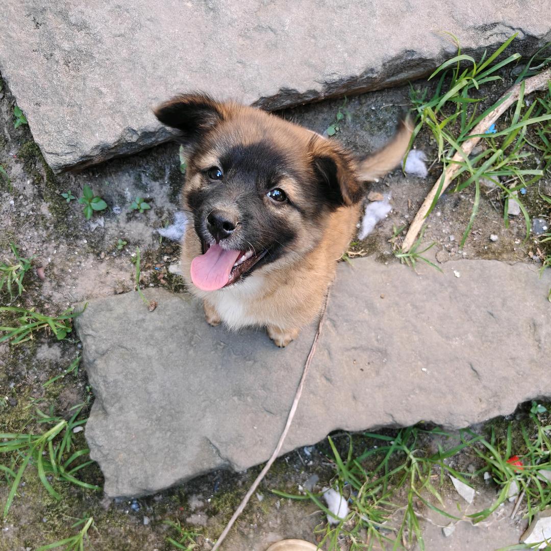 摆烂