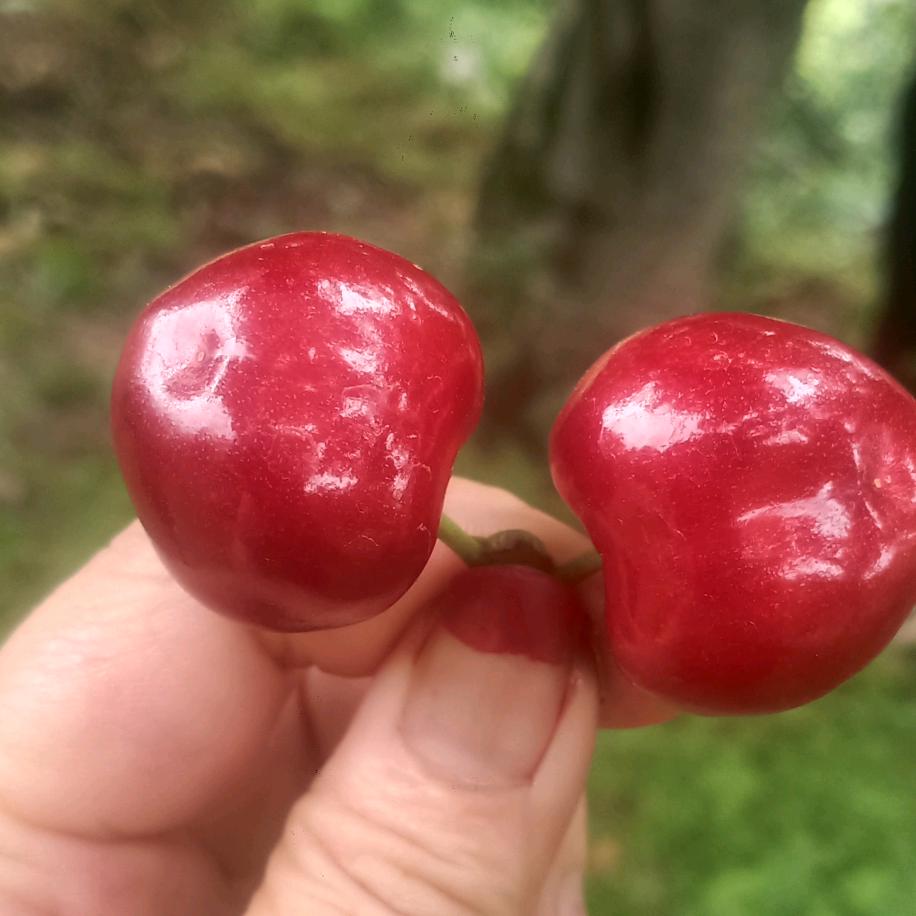 世上最笨的女人