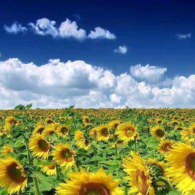 幸福佳人《拒绝连赞》