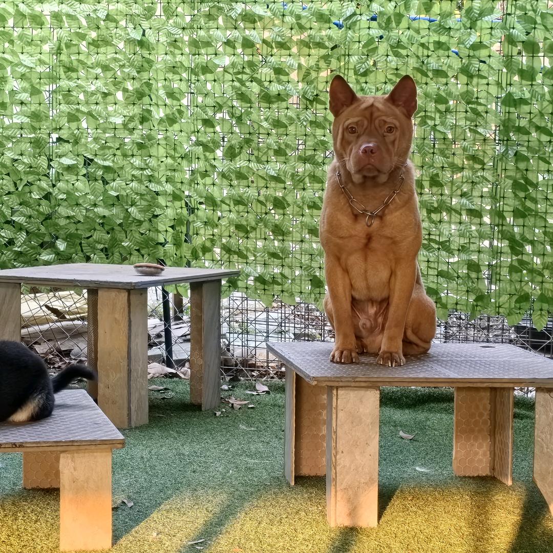 广州宠物训练寄养狗粮猫粮冻干