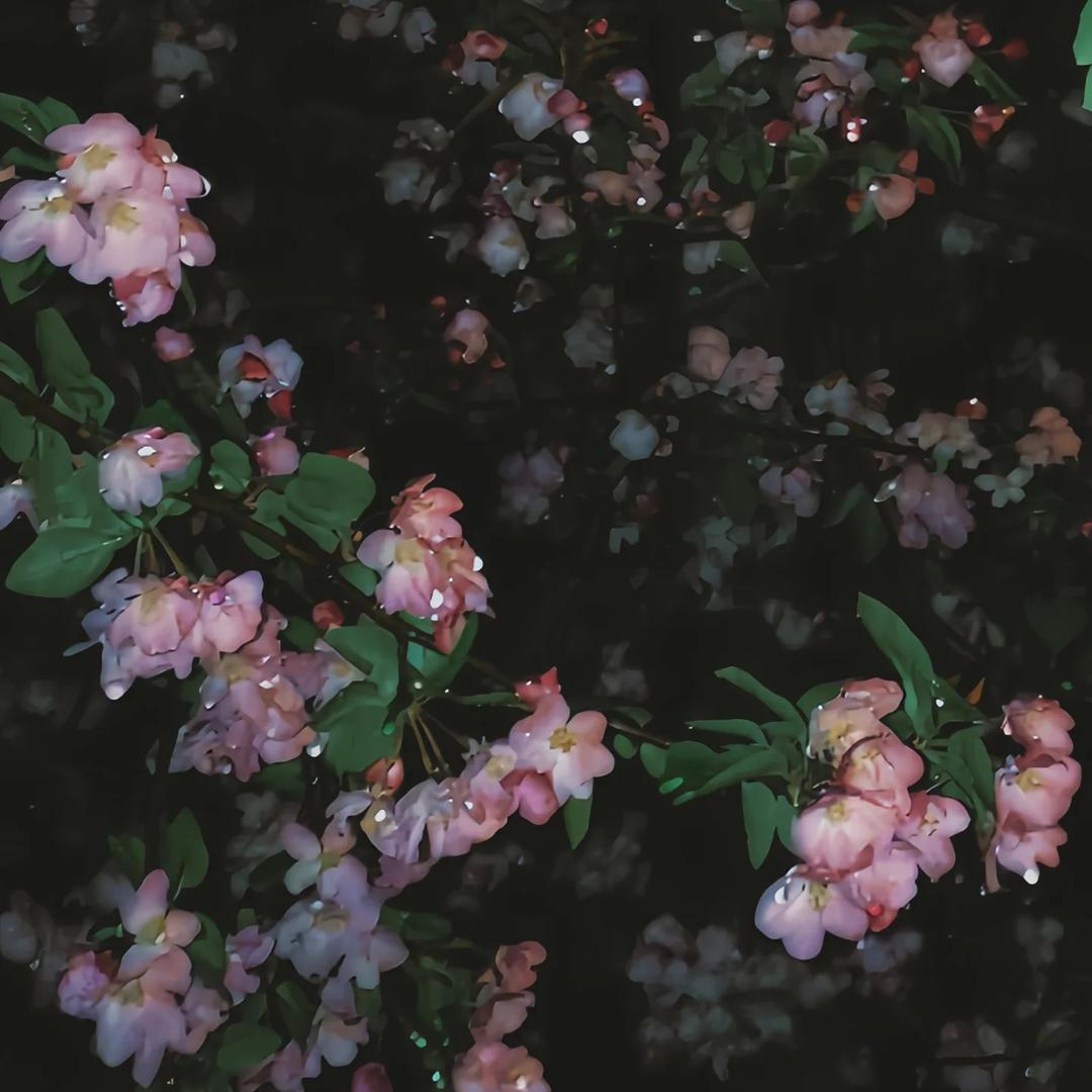 沈莫语