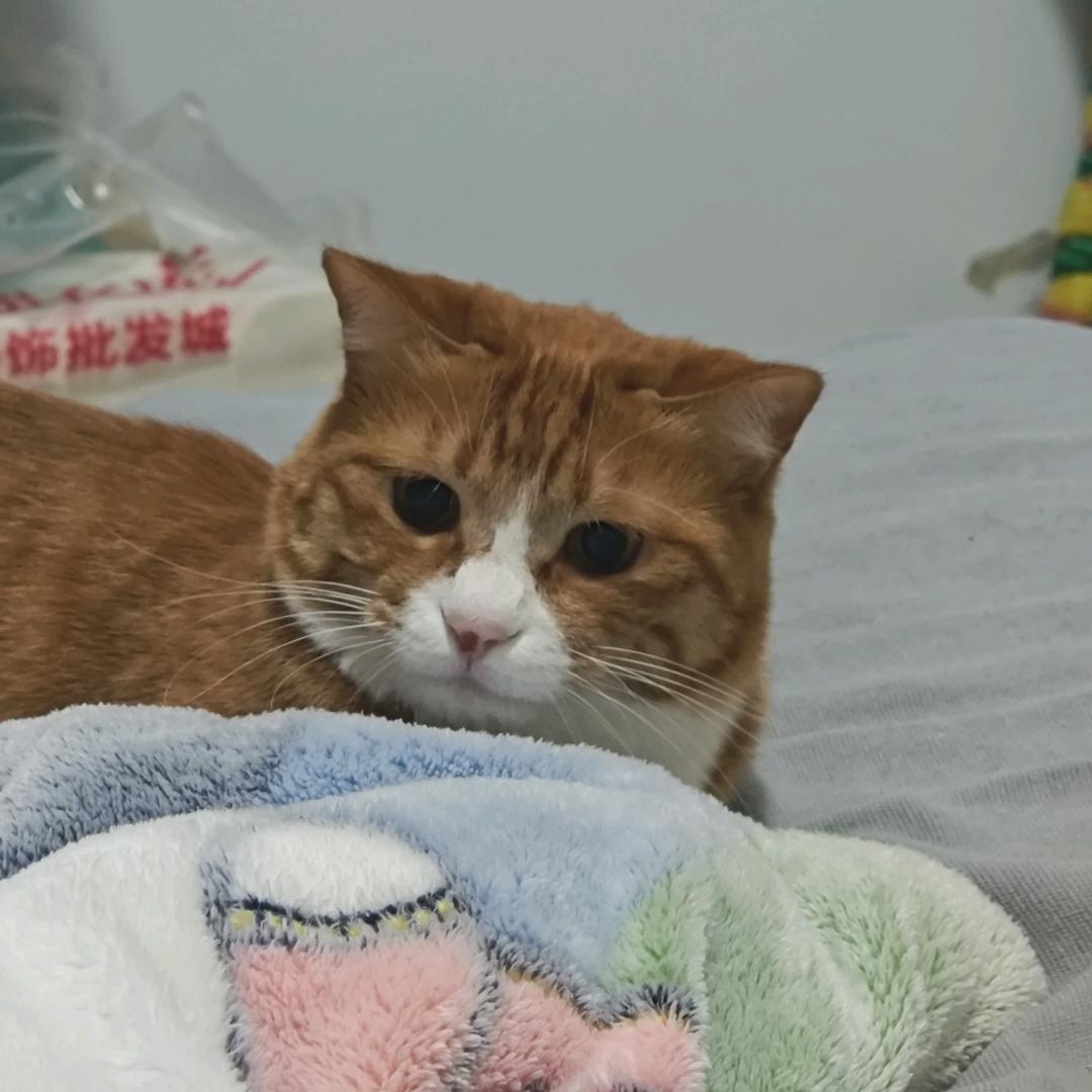 温舒子
