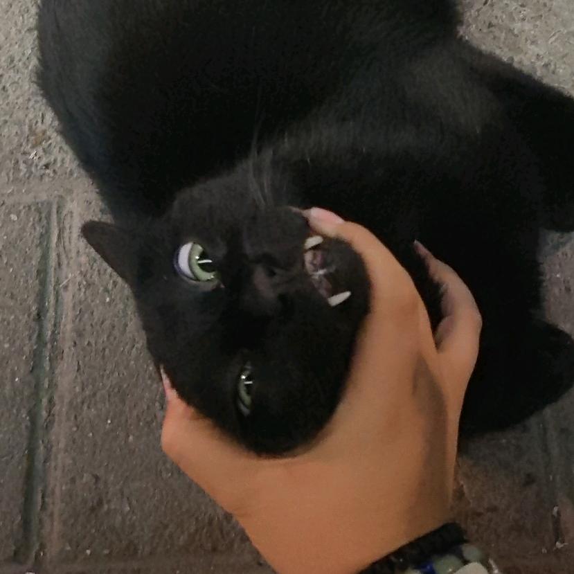黑猪—超自然