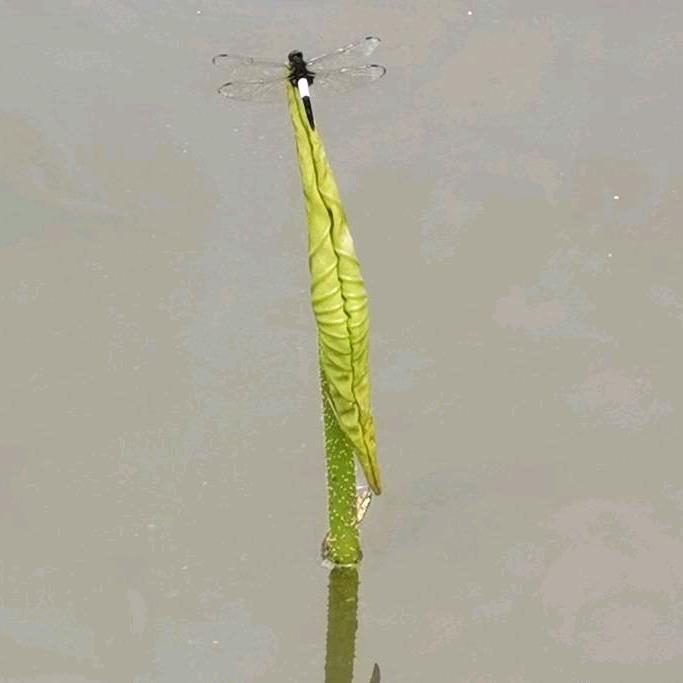 离线的风筝