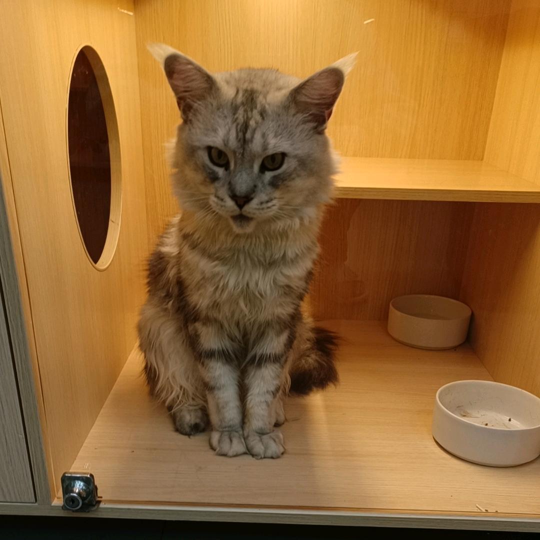 小猫咪