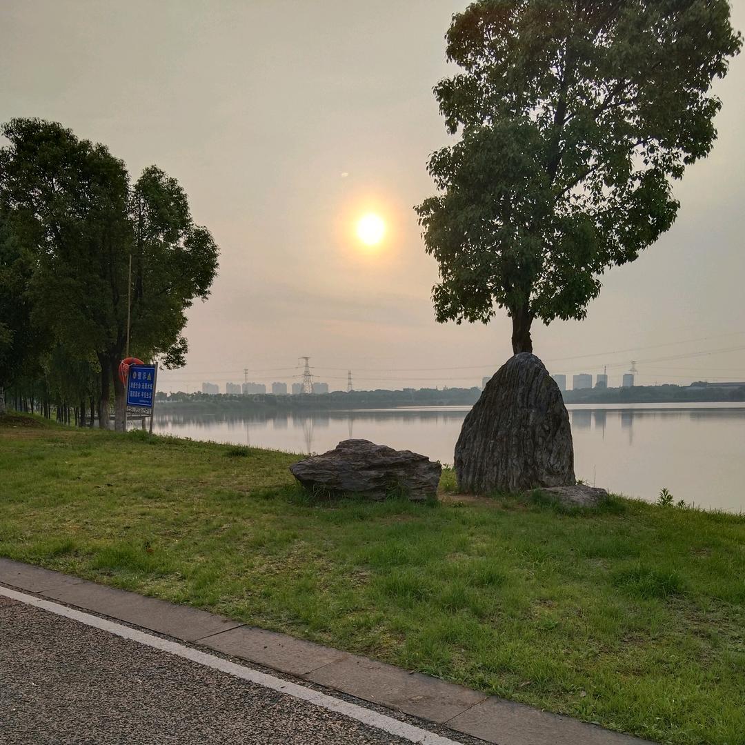 秋枫晨