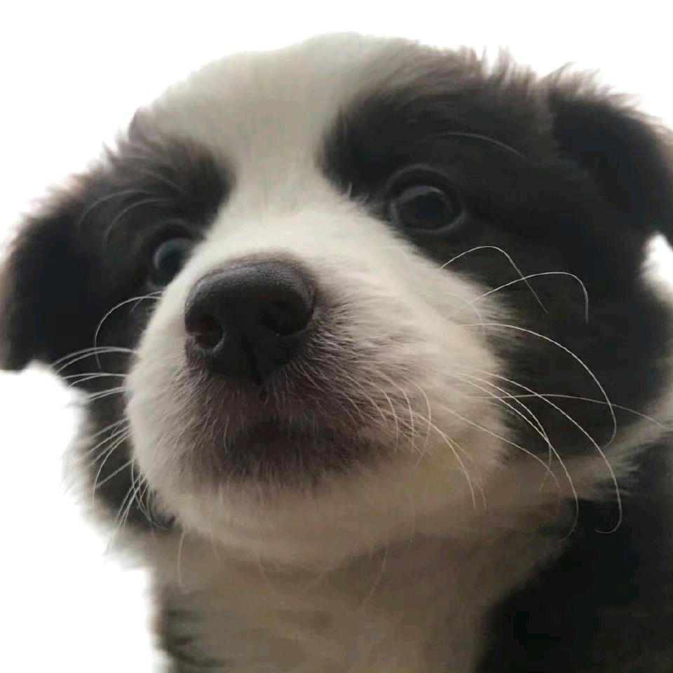 忧郁的猫（三角洲行动）