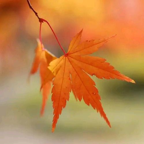 你会唱小星星吗🐷