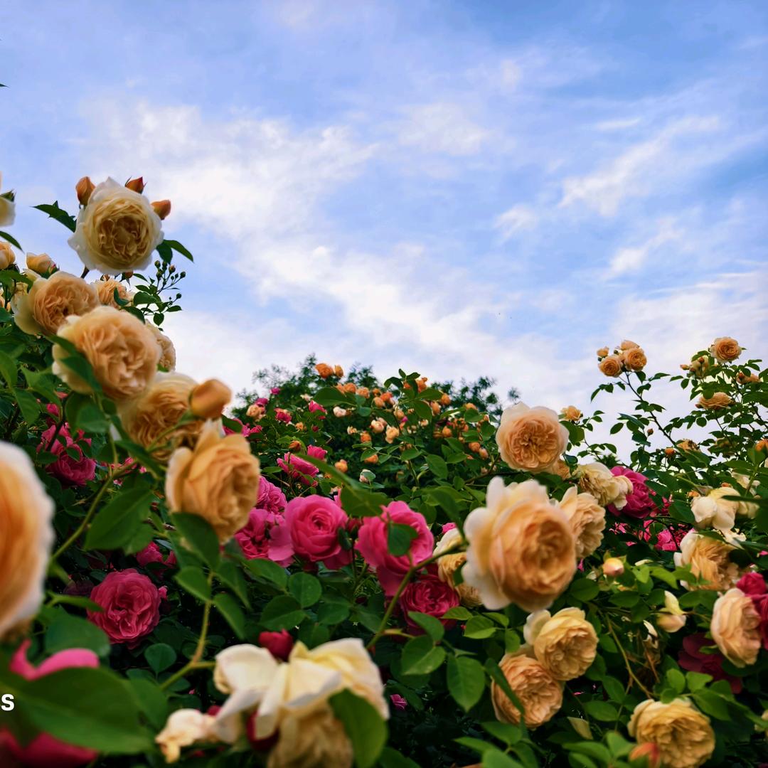 火龙果🌺💐