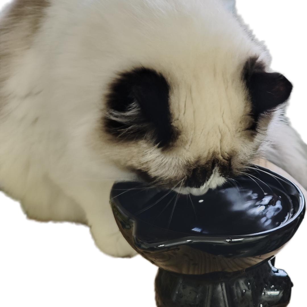 卡点的猫