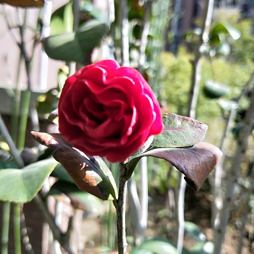 鸟语花香🌻🌻