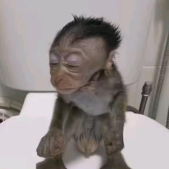 🐒高级冥星