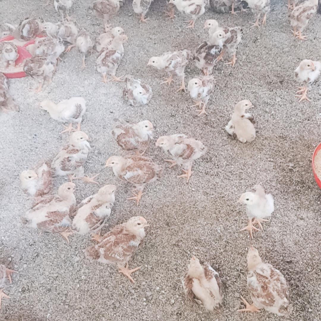妙高艳艳(出售九斤红小鸡)