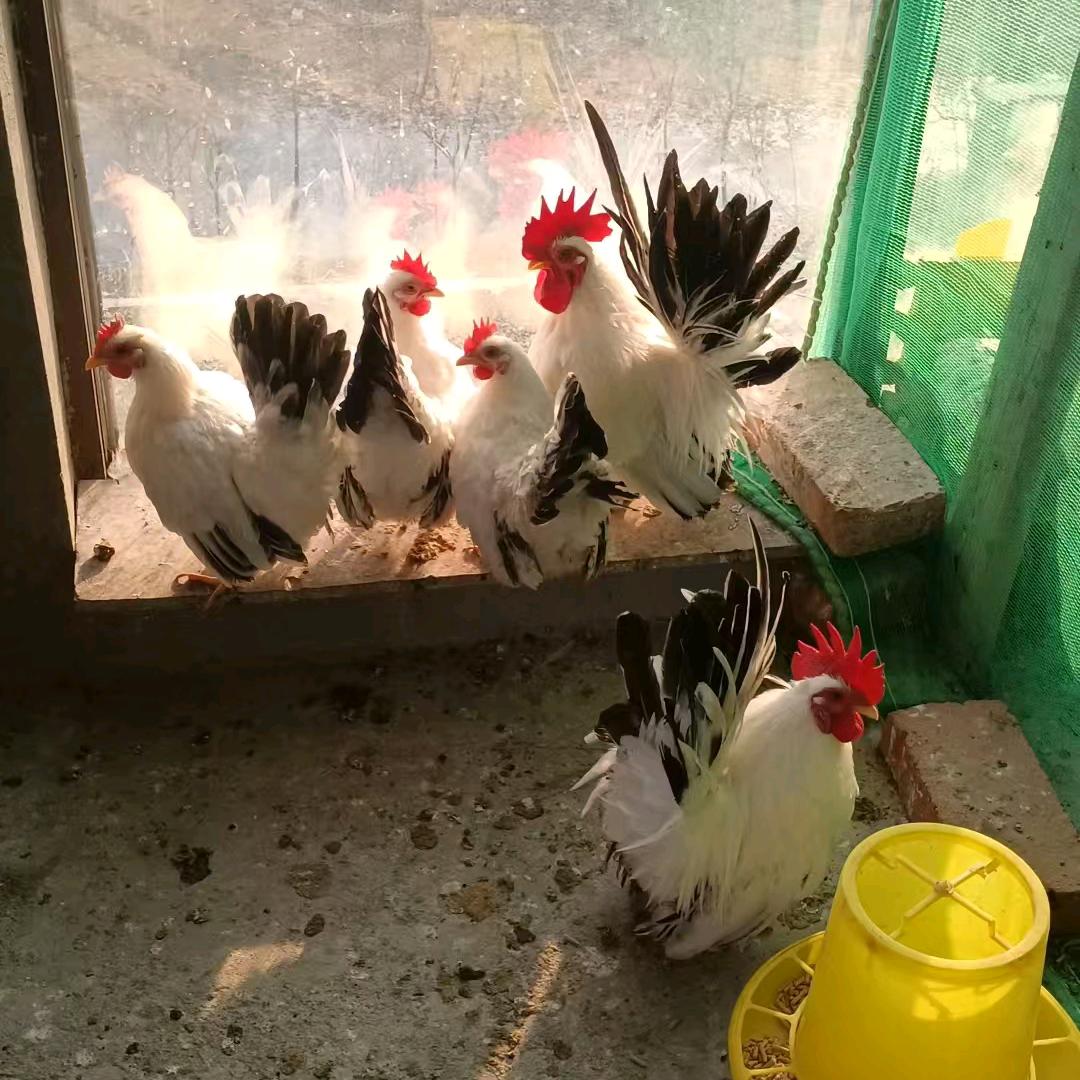 @孙先生►观赏鸡养殖