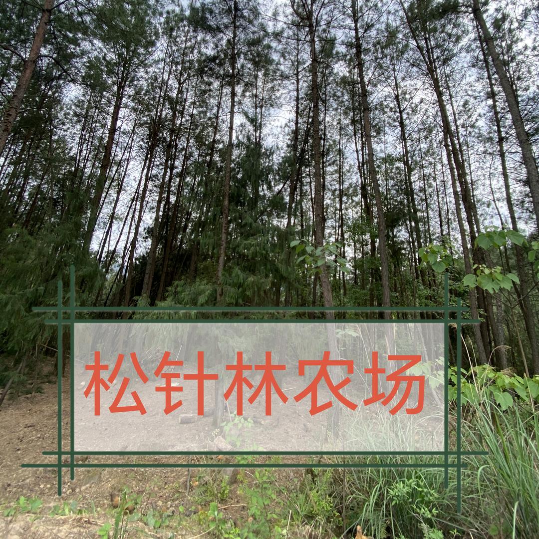 (南江跑山鸡)松针林农场