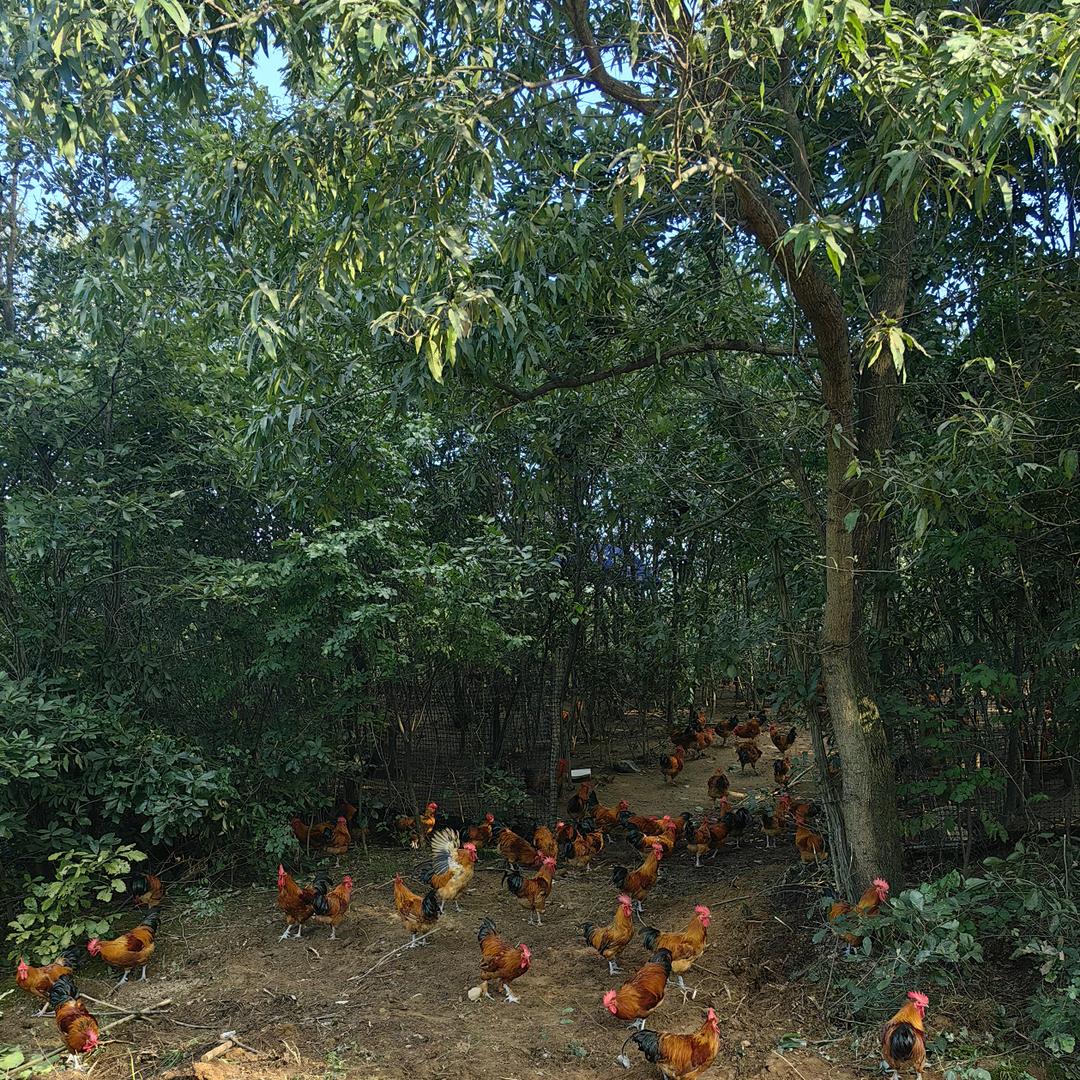 鸡主任特色土鸡养殖