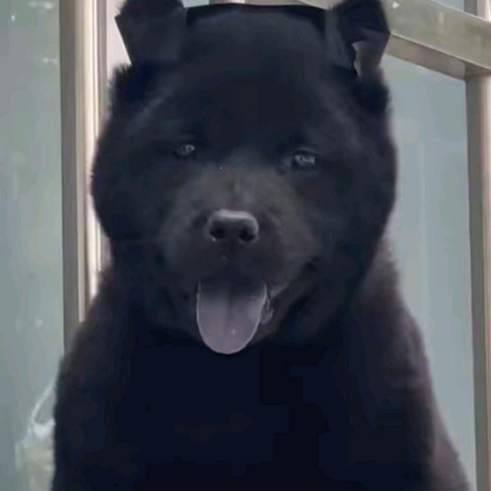 狗狗世家