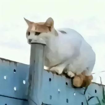 秋柒