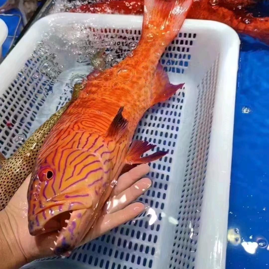 南海野生鱼🐟批发