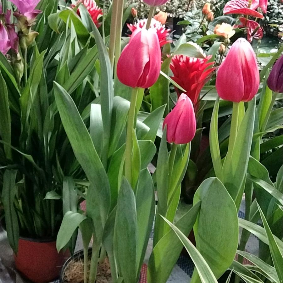 内江卖花一级批发商-一帆风师