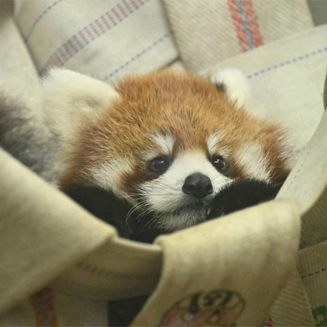 宇宙无敌暴龙战士