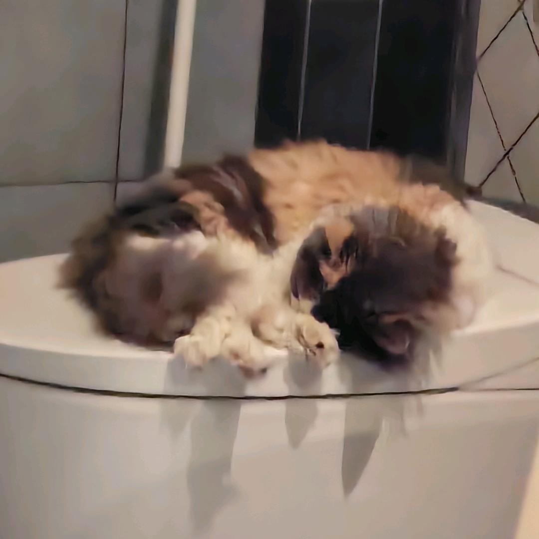 喜欢马桶的猫