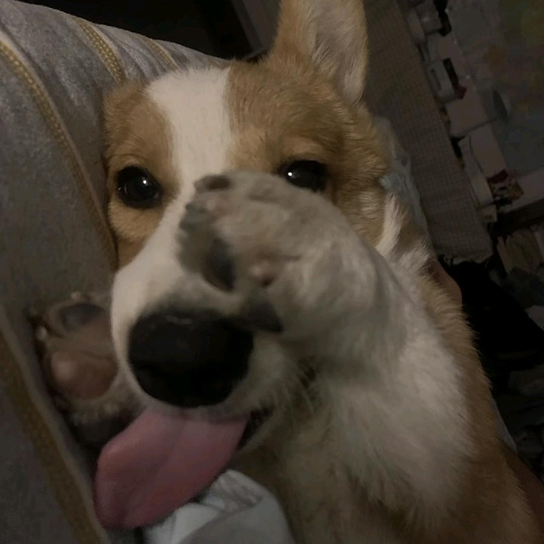 情缘咖