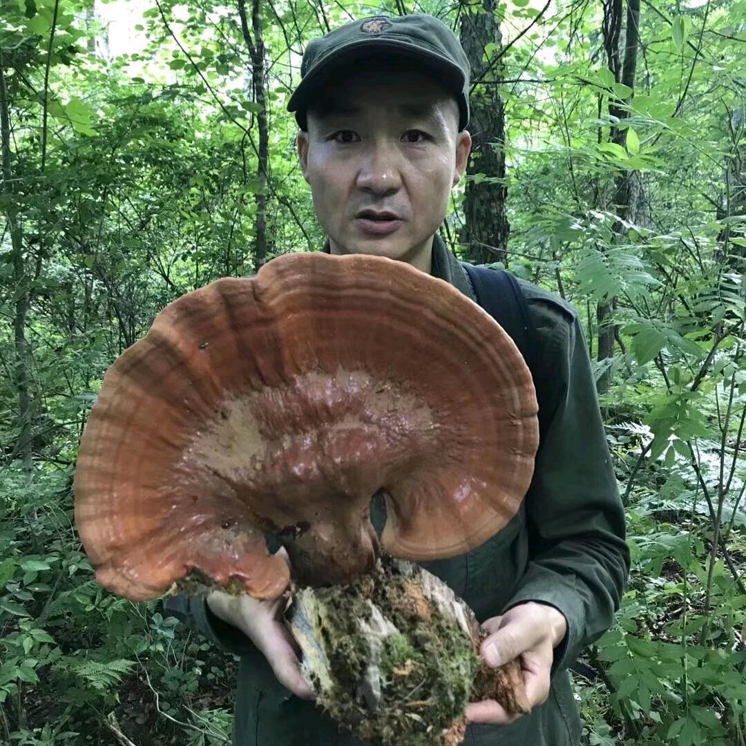 原始森林山里娃石小龙