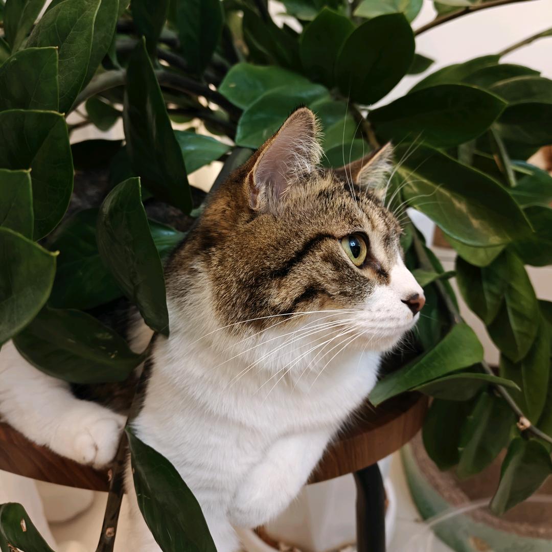 福宝是只狸花猫