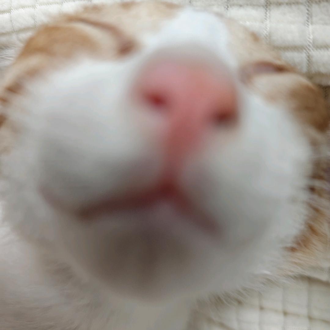 小蝴蝶日记（流浪版）