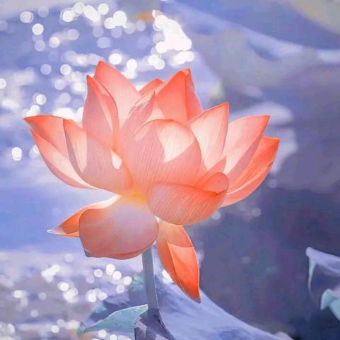 善缘阁（娟姐小号）