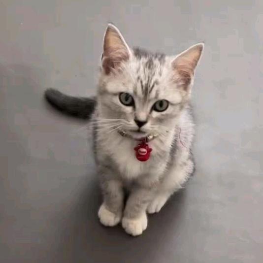 猫子要上大分