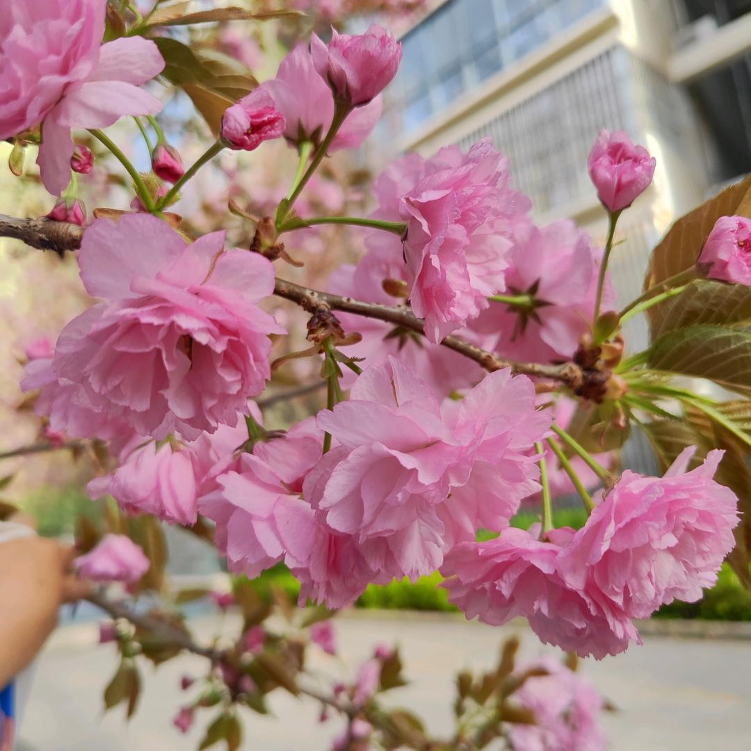 陌上花开🌸