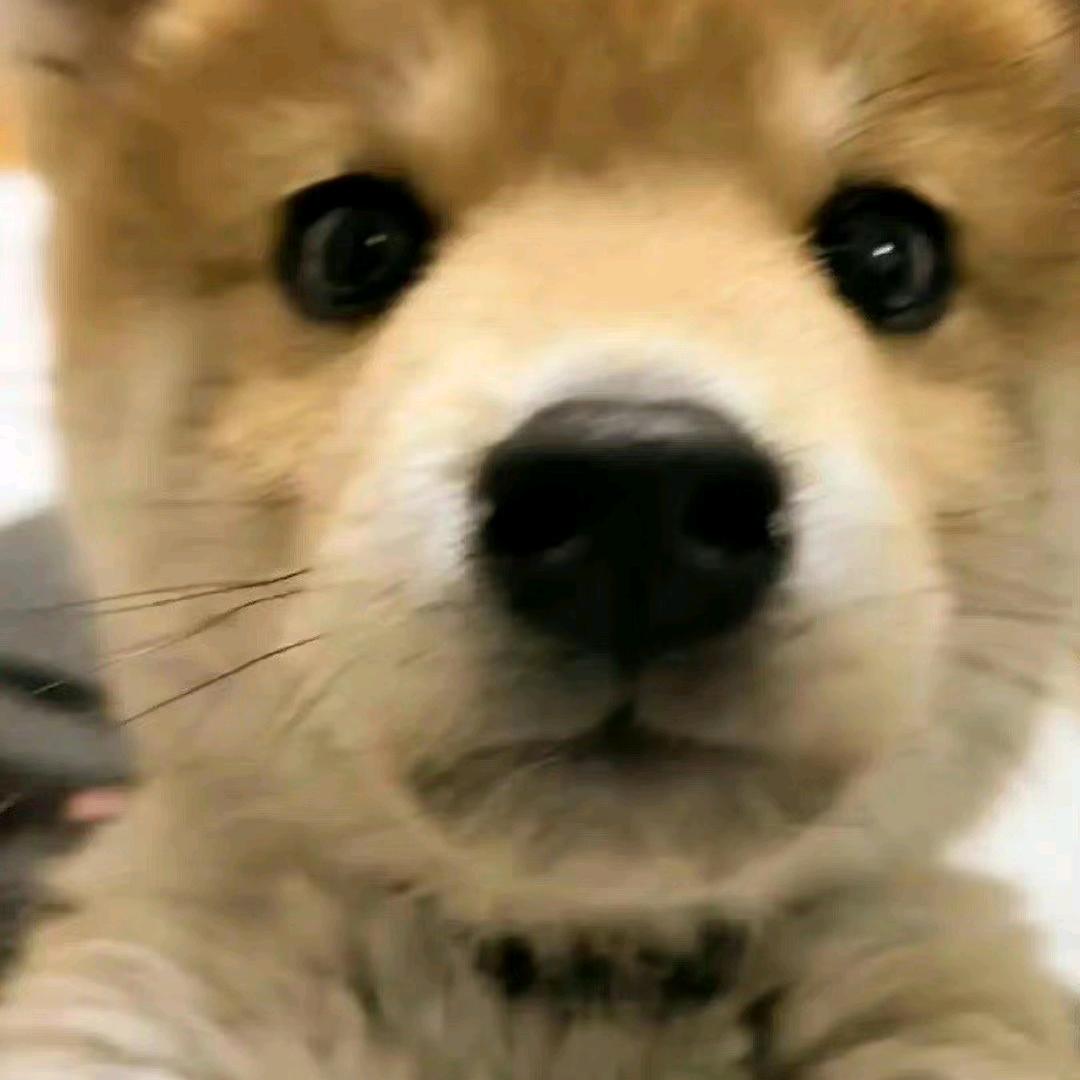 一只小臭狗