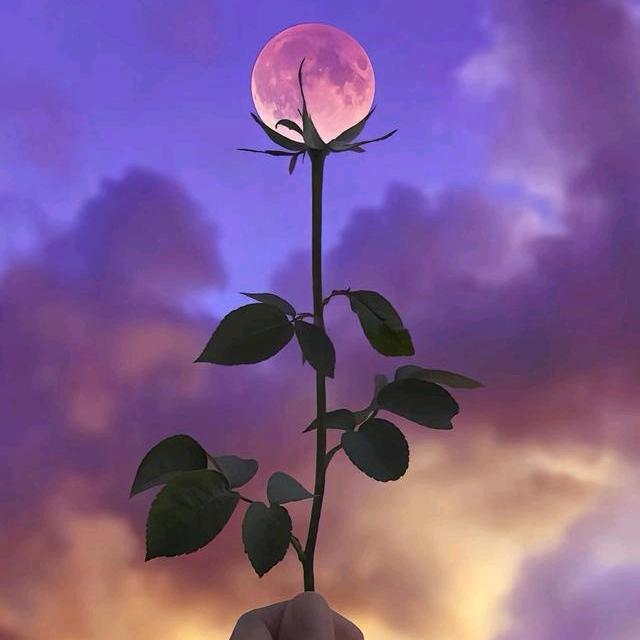 老叨（咸鱼翻身操作工）