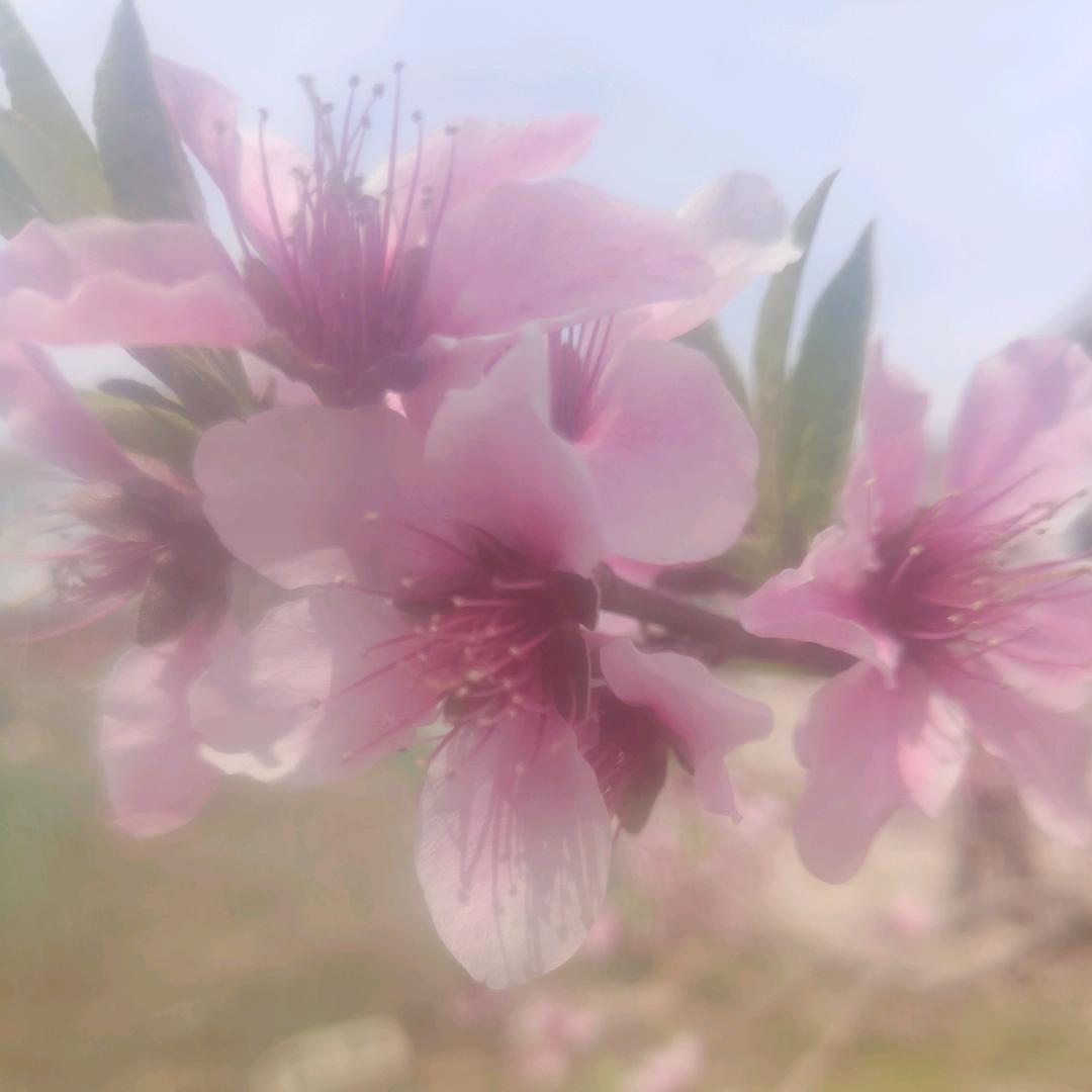 乡村