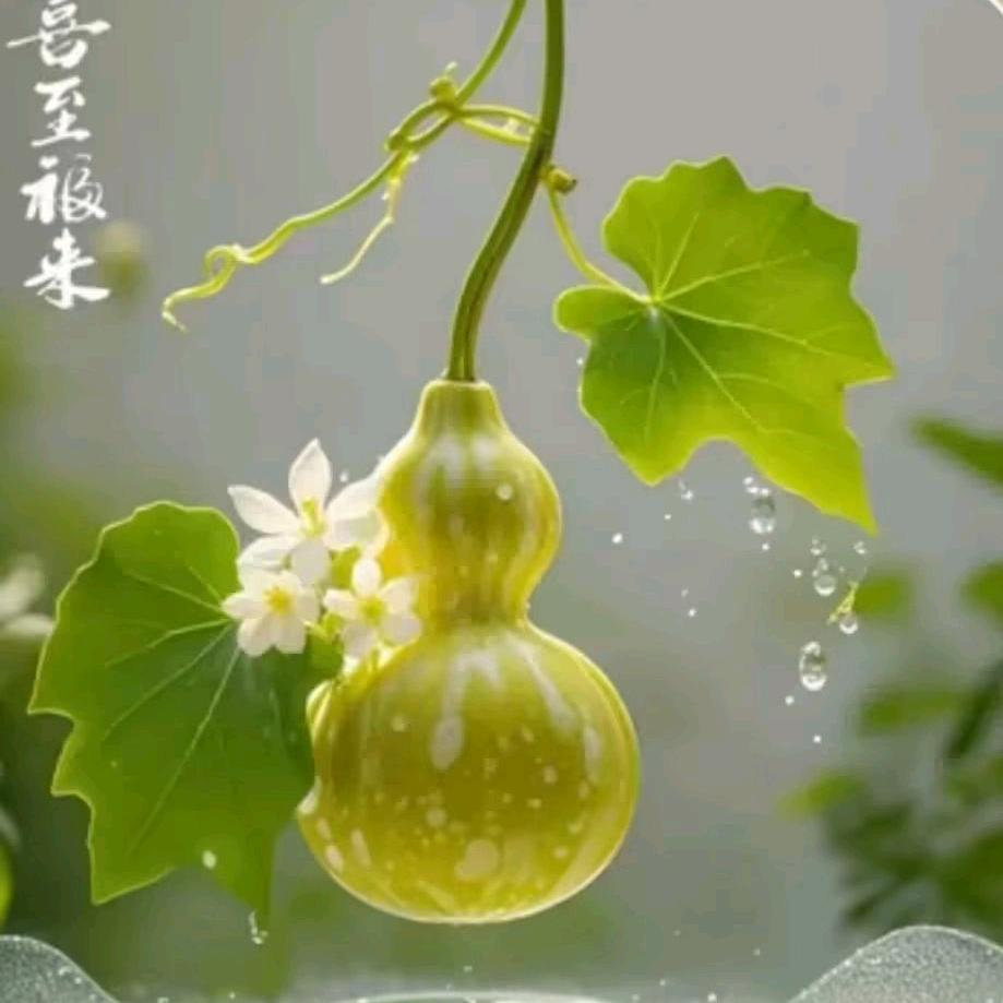 鸿雁—随风起