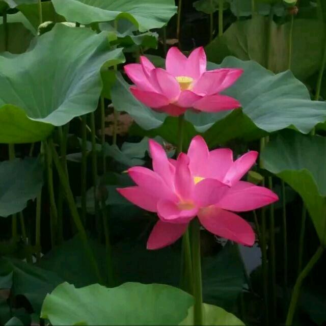 顺其自然