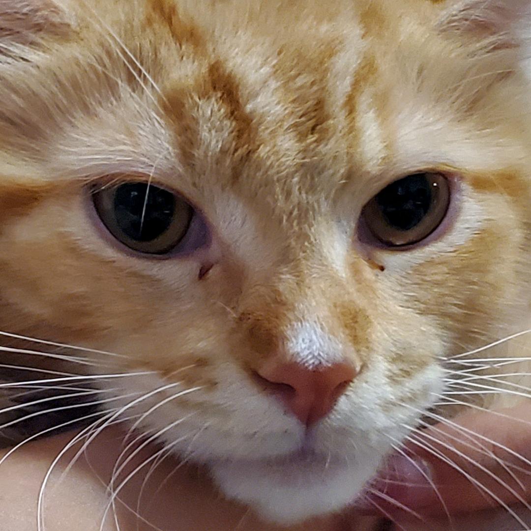 喵总汇宠物驿站