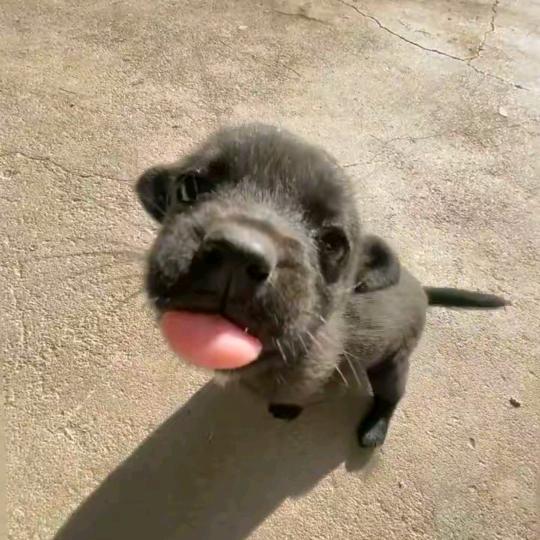 小黑