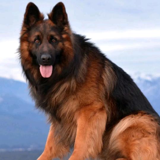 瑞鑫犬舍