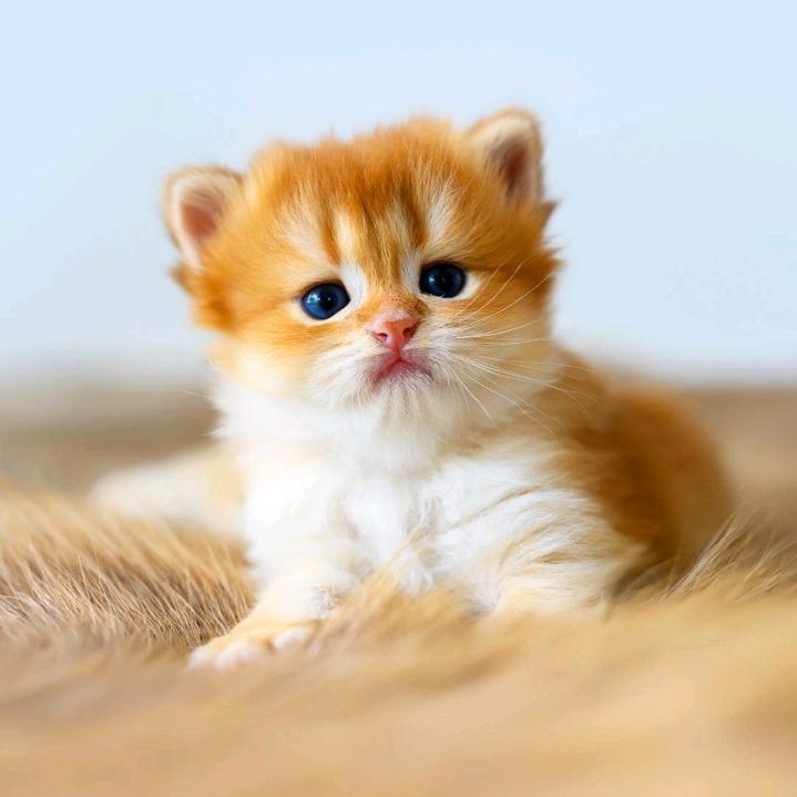 小杨妹
