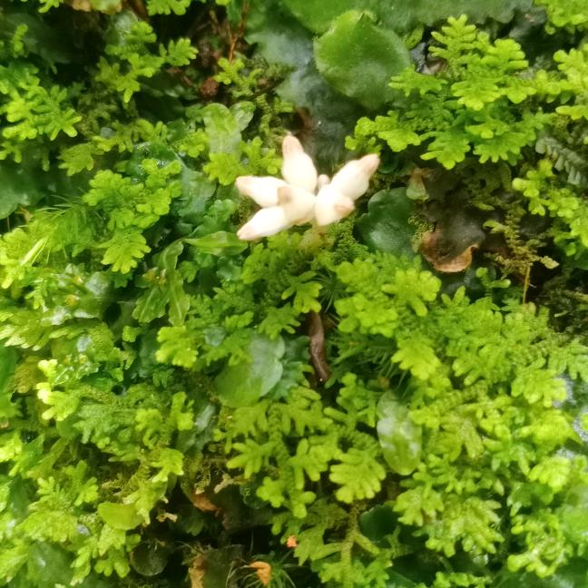無尤优选