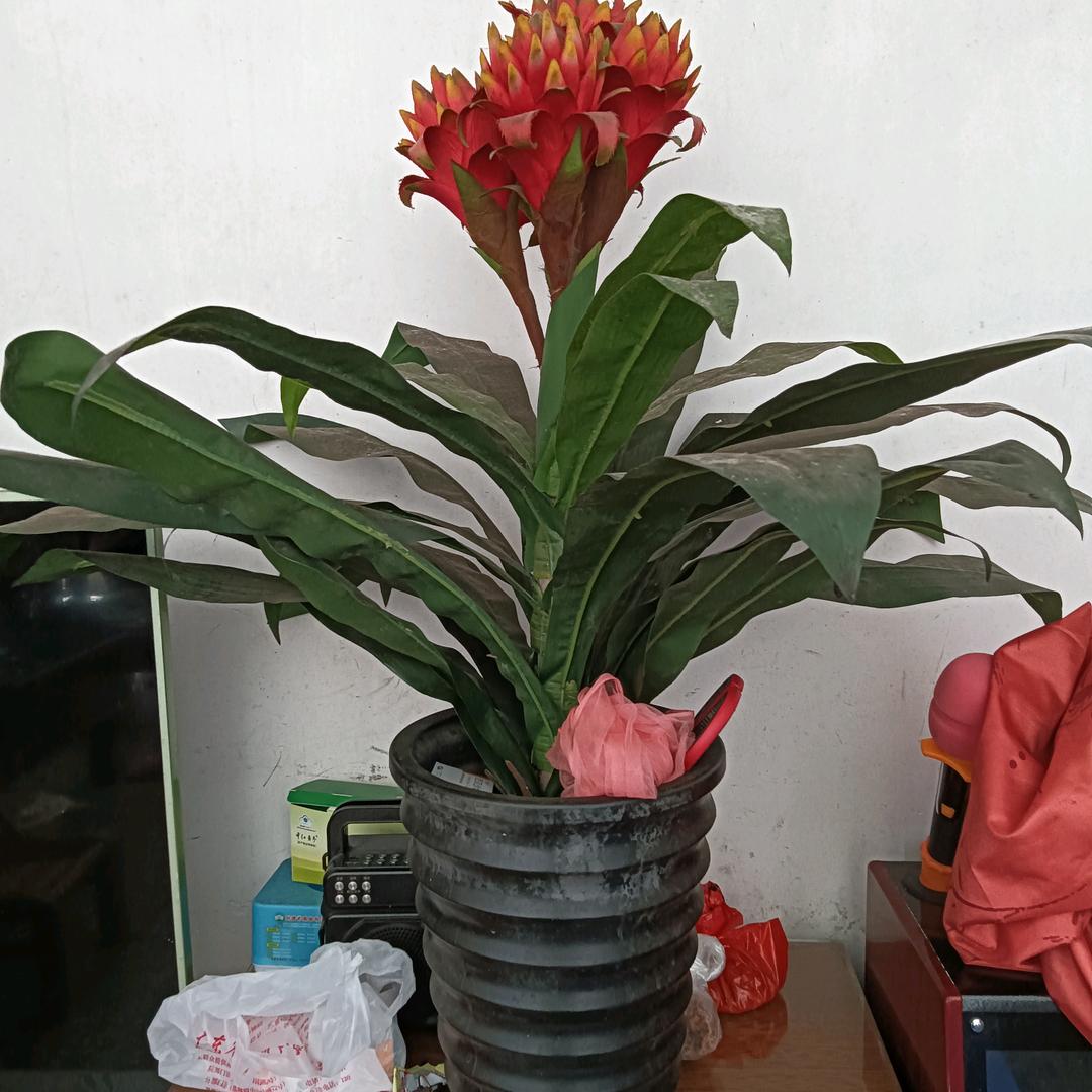 梁素惠