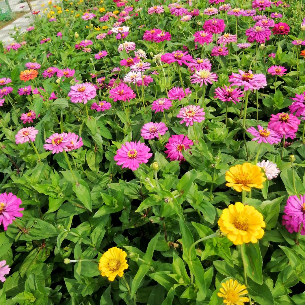 春天的花🌸头像