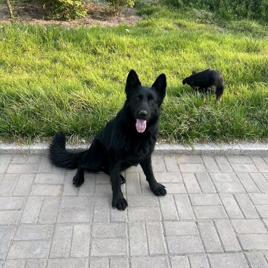 立顺犬业